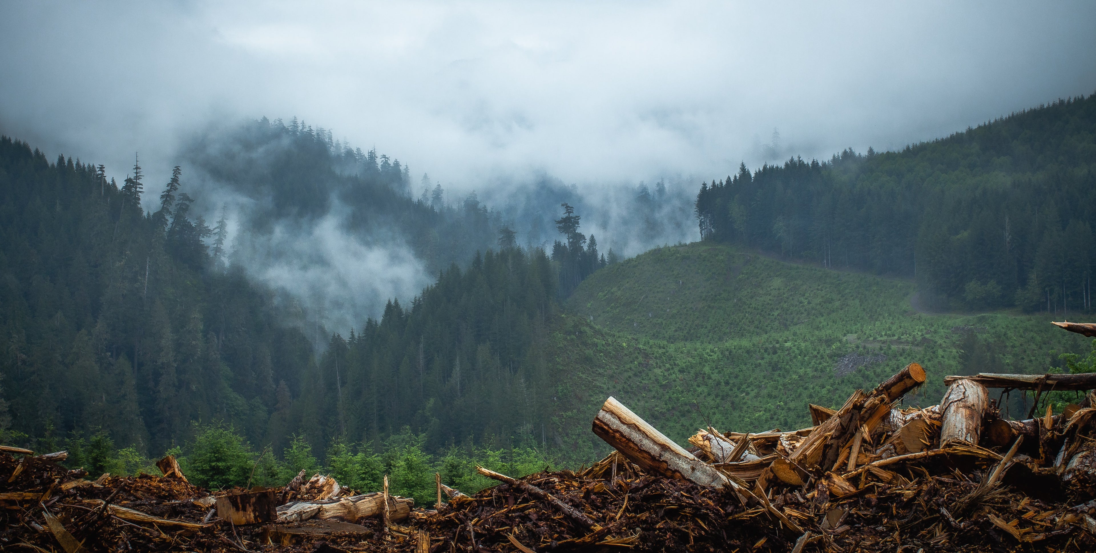 How Paper Harms Wildlife & How You Can Help